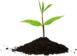Seedling growing out of a mound of soil
