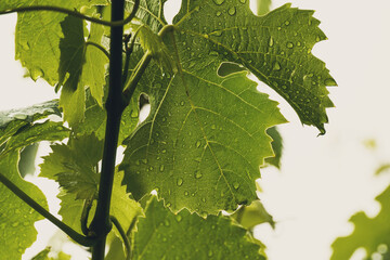 green grape vine leaf with raindrops