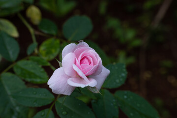 the beauty of pink roses