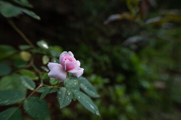 the beauty of pink roses