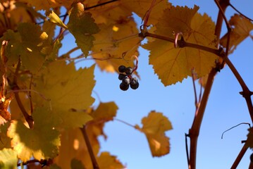 Grape bush, aesthetics of autumn landscape, bright colors of autumn, selective focus, blurred background, nature of the Black Sea coast, Krasnodar region, Russia