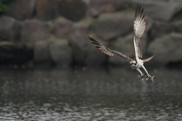 osprey with is chased by a black kite