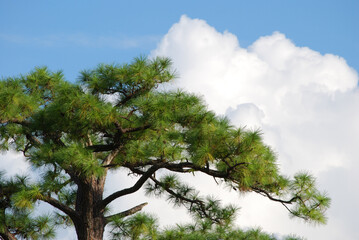 Pine Tree and Clouds