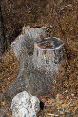 Obraz premium tree stump