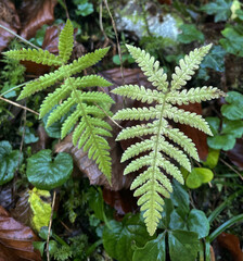 Zwei nasse Farnblätter von oben
