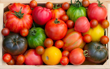 Top view of variety of colorful tomatoes in the wooden crate