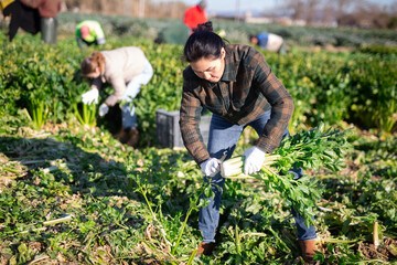 Asian woman with team of farm workers arranging crop of ripe celery in boxes on field. Harvest time