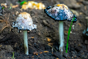 Growing in the park poisonous mushroom umbrella