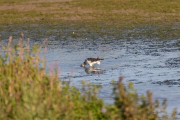 A Greenshank in the water.