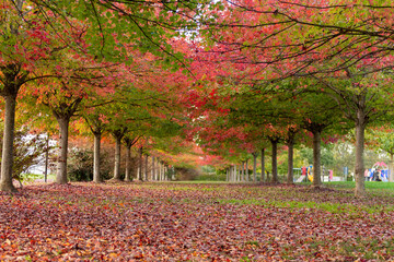 Colori autunnali e foliage nel parco