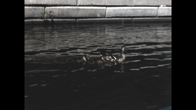 Ducks on a Pond 1954 - Ducks swim on a pond in suburban Chicago, Illinois in 1954. 