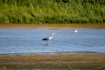 A Grey heron on the wetlands.