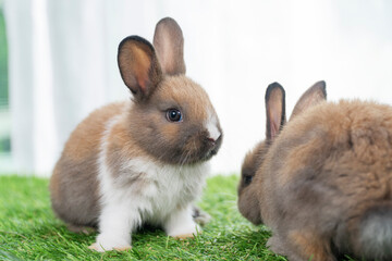 Adorable baby rabbits ears bunny sitting together on the green grass. Family tiny furry baby brown...