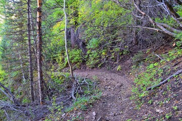 Bear Canyon hiking trail views by Mount Timpanogos Peak Wasatch Range, Utah. USA.  