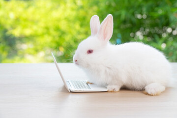 Newborn tiny rabbit furry bunny small laptop online sitting on bokeh green background. Lovely baby...