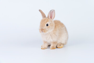 Adorable newborn baby rabbit bunnies brown looking at something sitting over isolated white background. Puppy lovely furry brown bunny ears rabbit playful with copy space. Easter bunny animal concept.