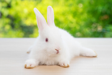Lovely baby rabbit furry bunny looking something sitting alone on wooden over blurred green nature background. Adorable little bunny ears rabbit sitting on green spring time. Easter animal concept.