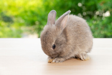 Lovely baby rabbit furry bunny looking something sitting alone on wooden over blurred green nature background. Adorable little bunny ears rabbit sitting on green spring time. Easter animal concept.