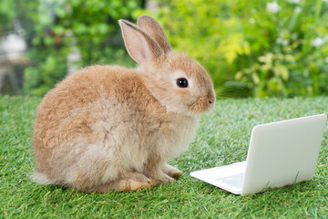 Adorable baby rabbit bunny with small laptop sitting on the green grass. Lovely infant rabbit brown bunny looking at notebook screen on lawn natural background. Easter fluffy animal pet concept.