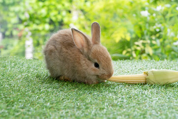 Adorable rabbit furry bunny hungry eating organic fresh baby corn sitting on green grass over bokeh nature background. Healthy baby rabbit brown bunny eating baby corn on meadow. Easter animal pet.