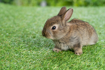 Adorable fluffy baby bunny rabbit sitting on green grass over natural background. Furry cute wild-animal single spring time at outdoor. Lovely fur baby rabbit bunny on meadow.Easter animal pet concept