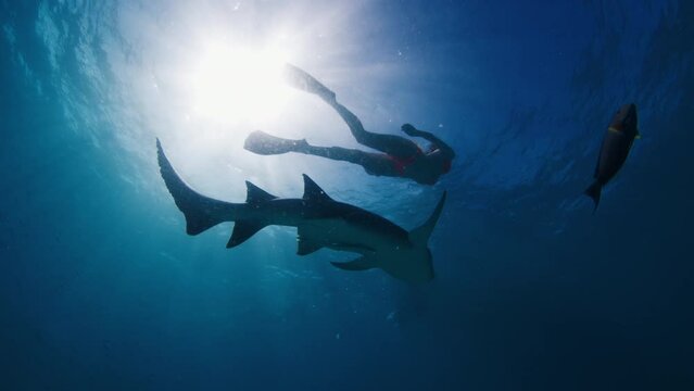 Woman swims along the nurse shark, Ginglymostoma cirratum in the Maldives