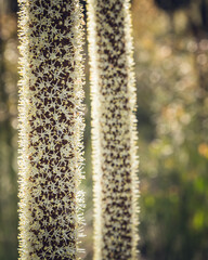 Resin grass-tree flowering stalks