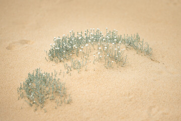 Coastal bush growing on sand dune