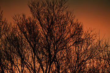 Obraz premium sunset in the forest