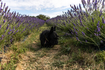 dog sitting between rows of lavender