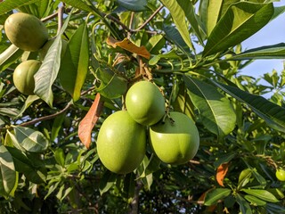 Cerbera odollam fruit in the morning