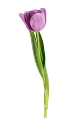 Fresh tulip flower on white background