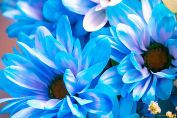 Obraz premium Blue daisy flowers, water drops, macro background