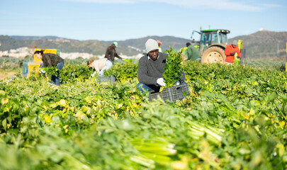 Fototapeta na wymiar African american farm worker picking crop of ripe celery leaves on field on sunny spring day. Harvest time..