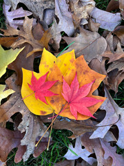 autumn leaves background