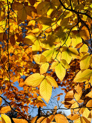 autumn leaves background