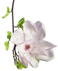White cherry blossom flower isolated on white background