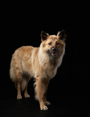 portrait of a cute shaggy dog on a black background in studio. 
