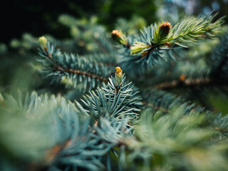 Spruce tree