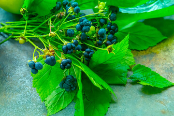 Fresh wild blackberries on wooden background. 