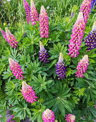 colorful lupine flowers
