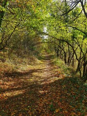 path in autumn forest