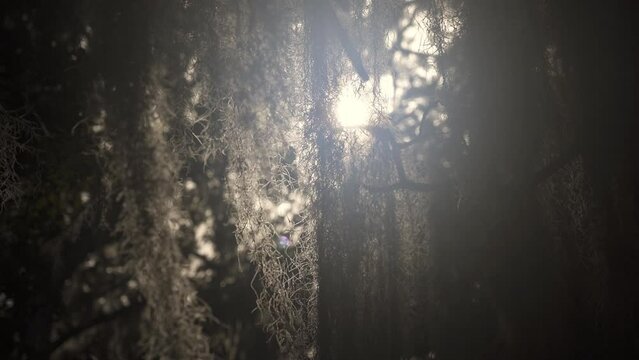 Southern swamp with Spanish moss in late afternoon with lens flare.