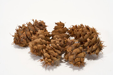 pinecones isolated on white