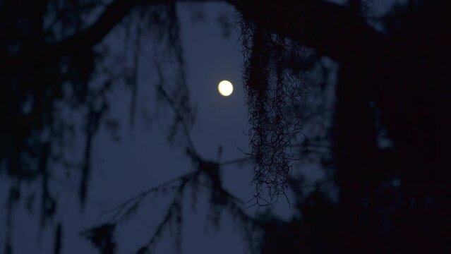 Full moon night in south USA with Spanish moss hanging in trees on spooky night.