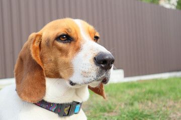 Close-up of Beagle against green grass background. Estonian Hound great hunting dog sitting on the grass in park