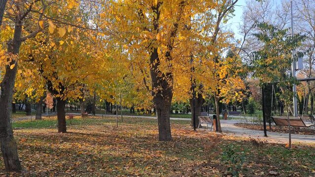 Beautiful autumn n the city park, yellow leaves falling from trees, carpet of autumn yellow foliage, leaves rustling in the wind on a sunny autumn day. vertical 4k