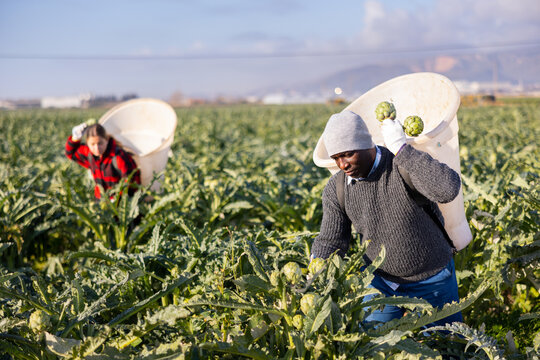African-american man carrying large container on his back and harvesting artichokes on vegetable field.