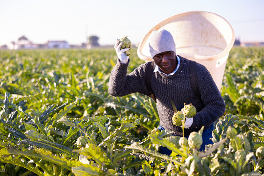 African-american man plantation worker picking ripe artichokes on vegetable field.