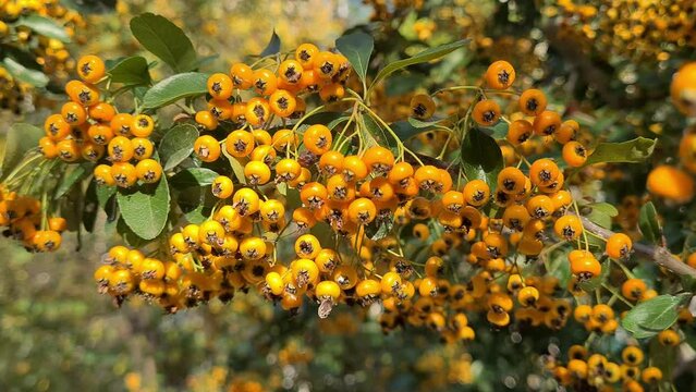 bush branches of Pyracantha with beautiful little orange and yellow berries in autumn, slow close-up video